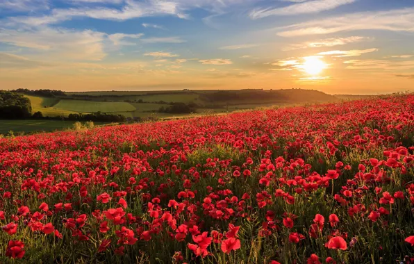 Summer, the sky, sunset, flowers, Maki, red, poppy field