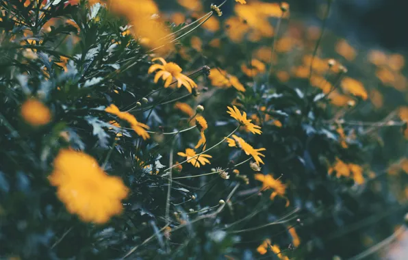 Picture flowers, yellow, petals