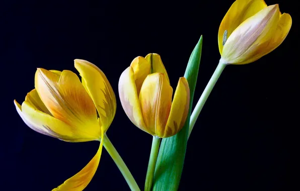 Flowers, background, yellow tulips