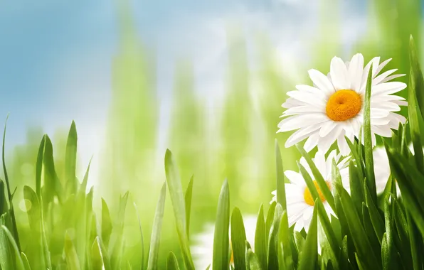 Grass, flowers, chamomile, spring