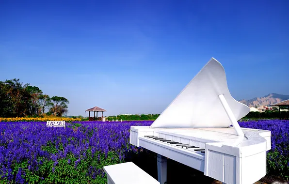 Field, white, the sky, flowers, nature, piano, gazebo, muzykalnyi tool