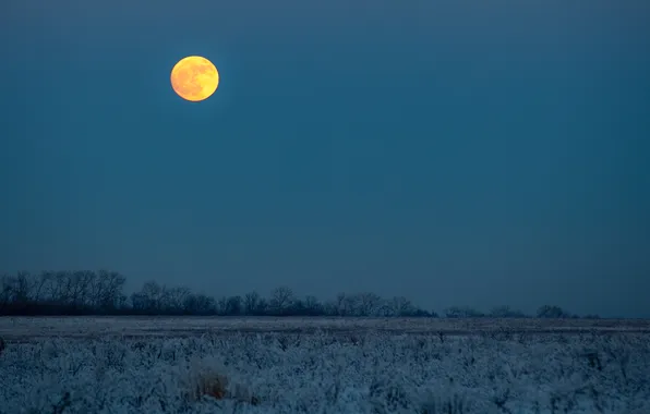 Winter, field, trees, the moon, twilight, freezing