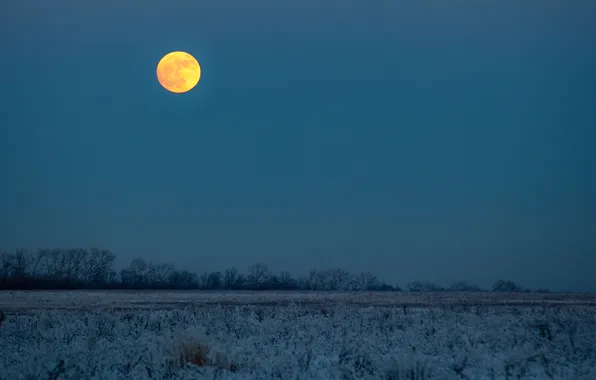 Picture winter, field, trees, the moon, twilight, freezing