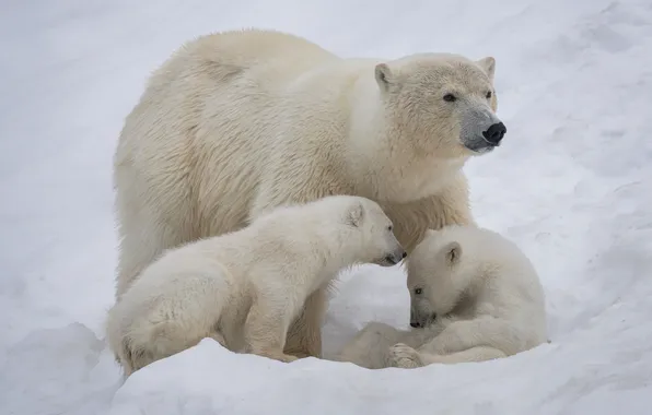 Snow, bears, bear, cubs, Polar bears, Polar bears