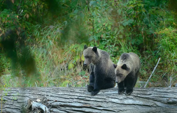 Picture forest, bears, log, bears, grizzly