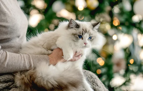 Cat, cat, look, lights, pose, Christmas, New year, tree