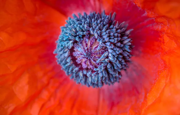 Flower, macro, flowers, red, Mac, petals, stamens, al