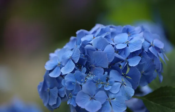 Macro, flowers, beauty, hydrangea