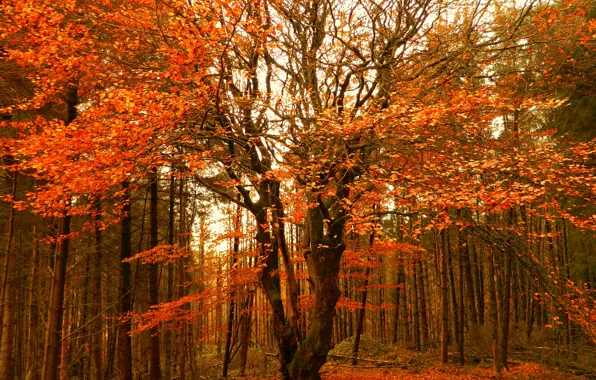 Autumn, Trees, Forest, Fall, Autumn, Colors, Forest, Trees