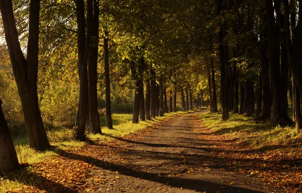 Road, autumn, leaves
