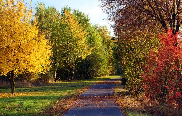 Picture road, autumn, forest, the sky, trees, landscape, nature, Park