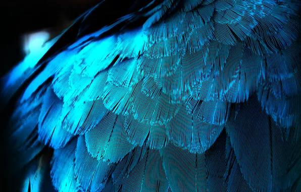 Macro, pen, feathers, wing, blue