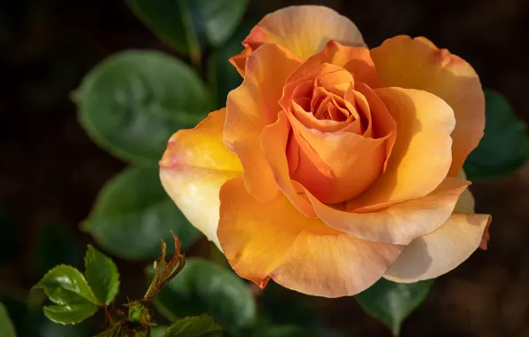 Picture flowers, orange, the dark background, roses