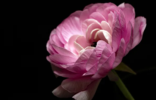 Pink, Ranunculus, Buttercup
