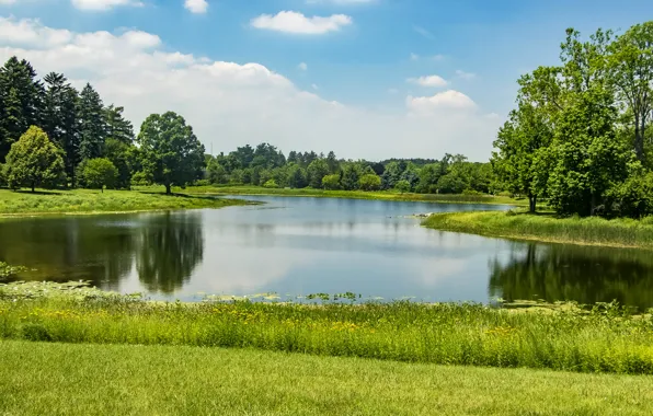 Picture greens, summer, grass, the sun, trees, pond, Park, USA