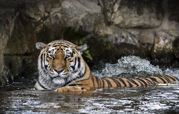 Picture face, tiger, predator, bathing, wild cat, zoo, pond