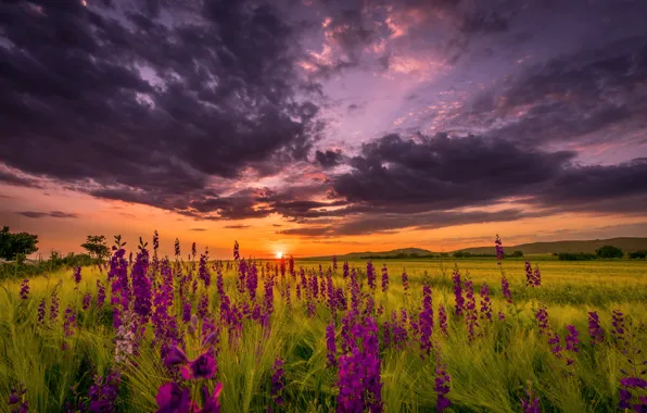 Field, summer, the sky, the sun, sunset, flowers, the evening
