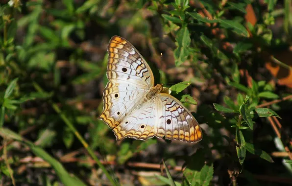 Leaves, microsemi, butterfly, wings, insect, beautiful, closeup