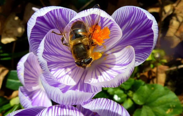 Flower, bee, petals, insect, Krokus