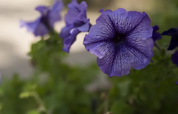 Flowers, flowering, Purple Petunias