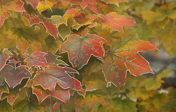 Autumn, leaves, nature