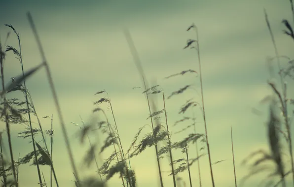 Picture cold, grass, the wind, stems, plant