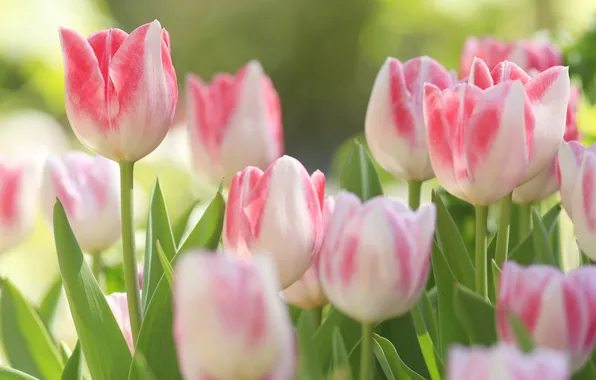 Macro, tulips, buds