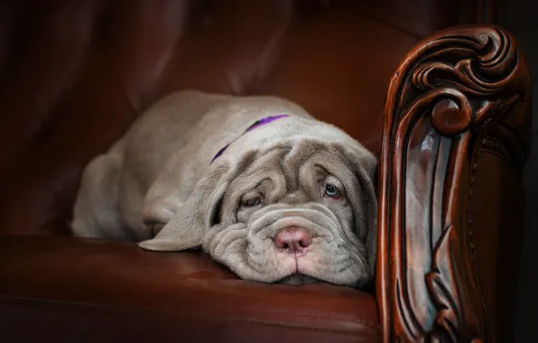 Picture sofa, animal, dog, puppy, dog, Ekaterina Kikot, mastino