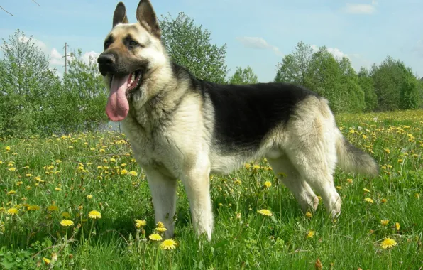 Picture language, grass, nature, dandelions, Alsatian, ears house