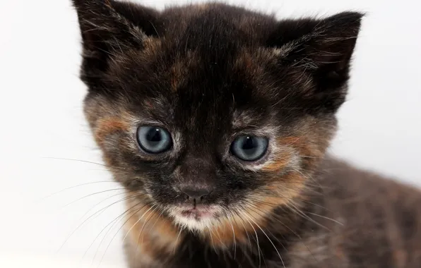 Picture kitty, portrait, blue-eyed, tri-color