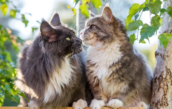 Download wallpaper cats, cats, a couple, muzzle, two cats, two cats ...