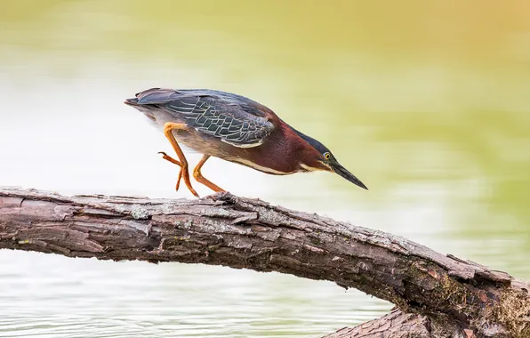Bird, bokeh, the trunk of the tree, The Green croaker, herons, Leonid Dyachenko