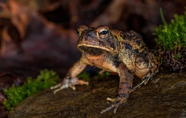 Picture look, the dark background, frog, bokeh, spotted