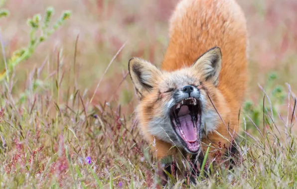Grass, Fox, red, yawns