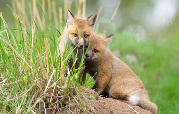 Fox, a couple, cubs, two Fox