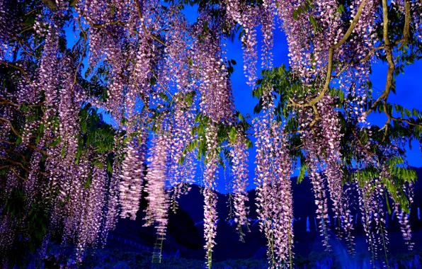 Picture the sky, flowers, mountains, tree, Wisteria
