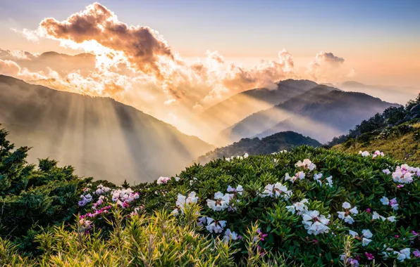 Greens, the sky, leaves, the sun, clouds, rays, light, landscape