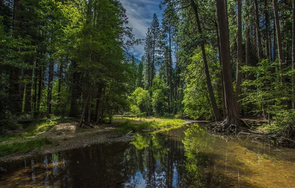 Picture forest, the sky, grass, clouds, trees, landscape, nature, river