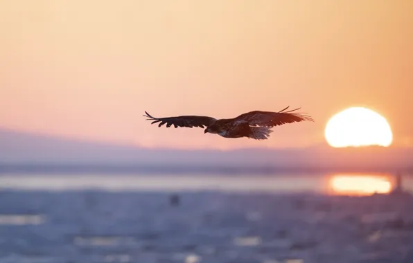 The sky, the sun, light, flight, sunset, dawn, bird, eagle