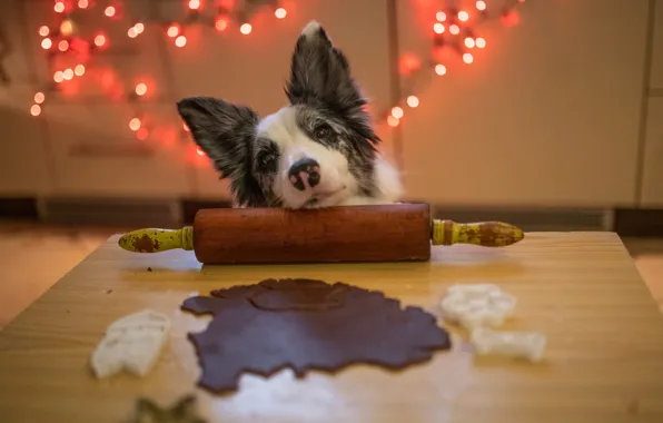 Look, lights, pose, table, dog, lights, cookies, Christmas