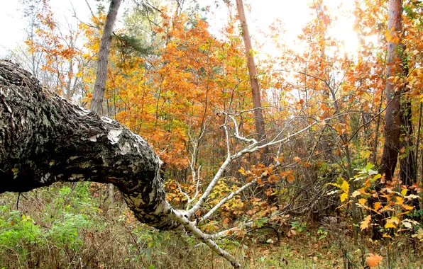 Forest, autumn, tree, fall