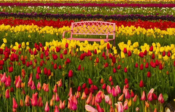 Picture bench, Oregon, tulips, buds, colorful, Oregon, the Tulip festival, Woodburn