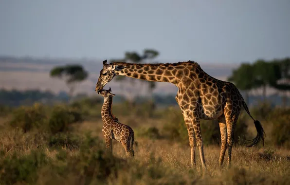 Picture nature, giraffe, Africa, cub