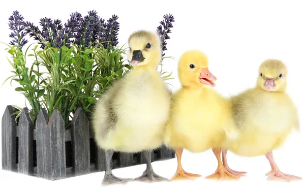 Animals, yellow, bird, flowers, birds, animal, ducks, duckling