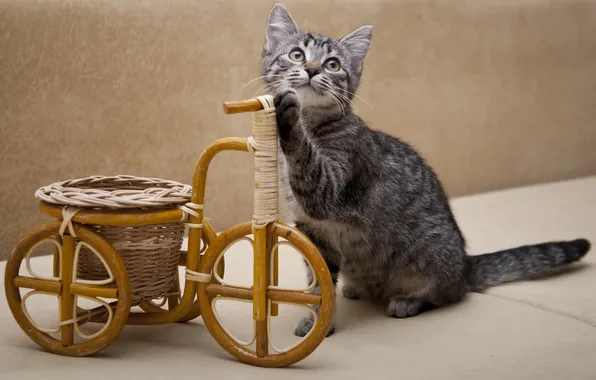 Car, kitty, wheel