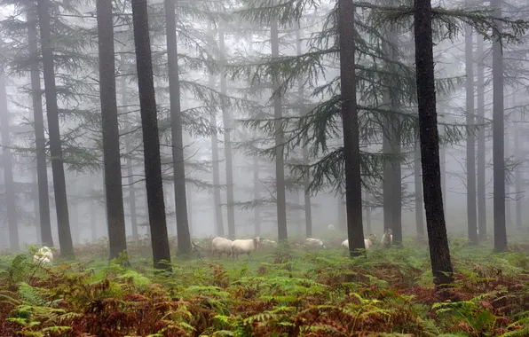 Forest, nature, fog, sheep