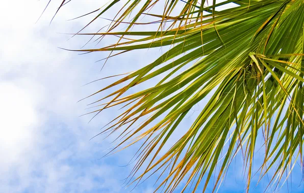 The sky, leaves, nature, palm trees
