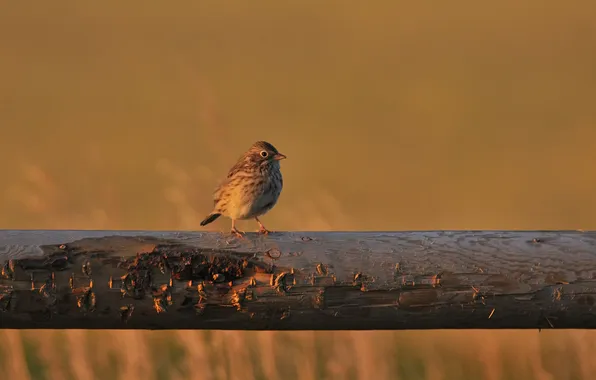 Picture bird, focus, Sparrow, log, Sparrow, Vesper