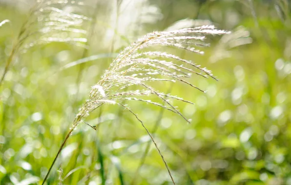 Picture greens, white, grass, macro, light, nature, the wind, glade