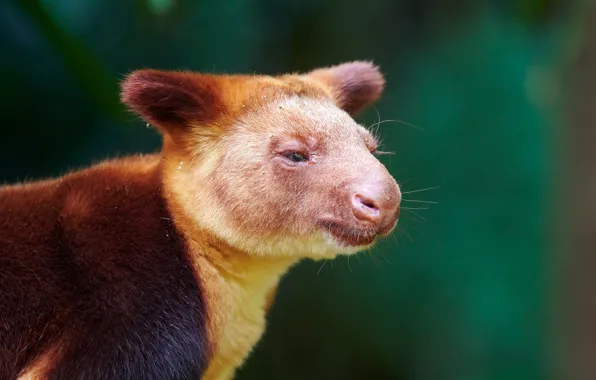 Look, face, background, portrait, kangaroo, tree kangaroo